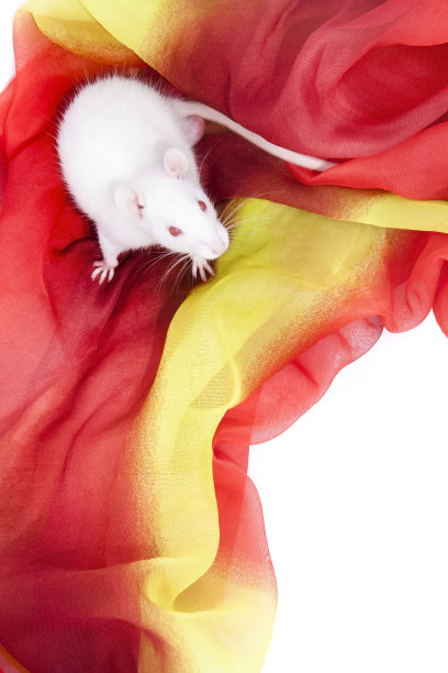 小白鼠坐在红色织物上图片下载