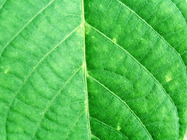 绿色的叶子图片下载