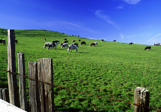 牧场和牛图片下载