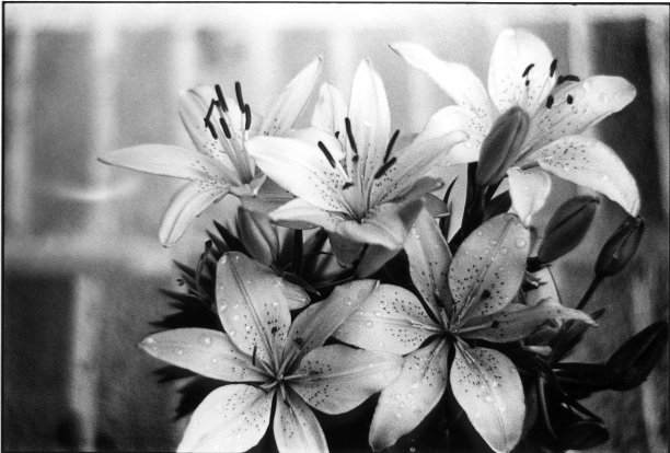 百合-黑色和白色图片下载