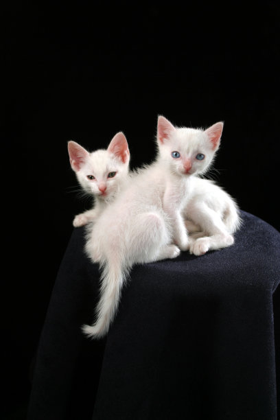 小猫-在相机前摆姿势图片下载