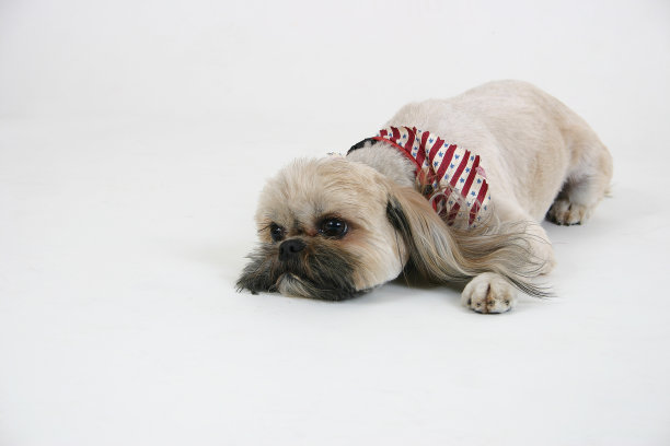 狗躺下图片下载