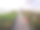 一个充满植物的温室内部的特写图片下载