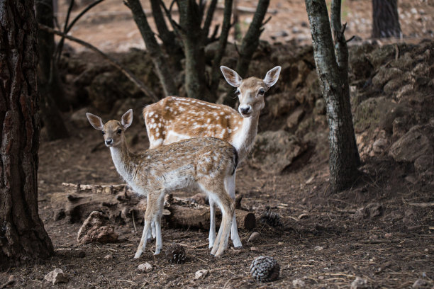 两只年轻的麋鹿素材图片