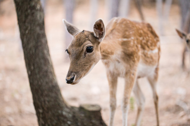 小鹿达玛鹿素材图片