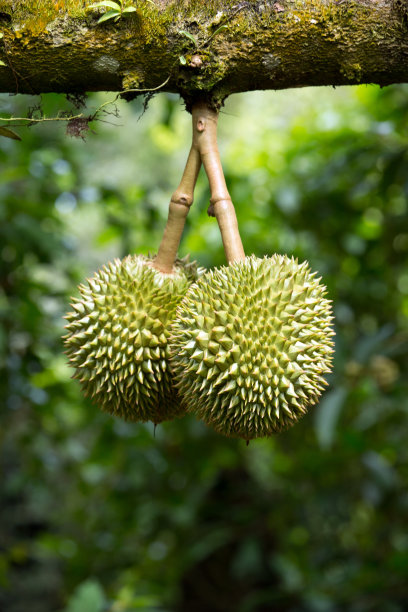 榴莲图片下载