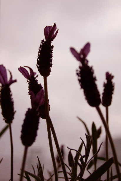 薰衣草的剪影图片下载