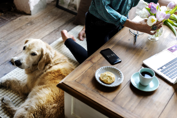 插花的女人和躺着金毛猎犬的狗图片下载
