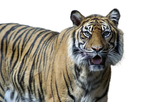 老虎在柏林动物园4孤立图片下载