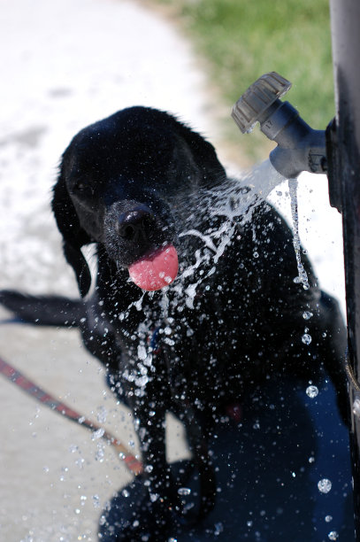 幸运儿图片下载