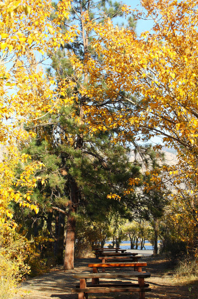 树下的野餐桌图片下载
