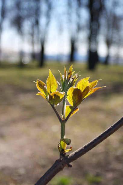 春天，嫩绿的叶子图片下载