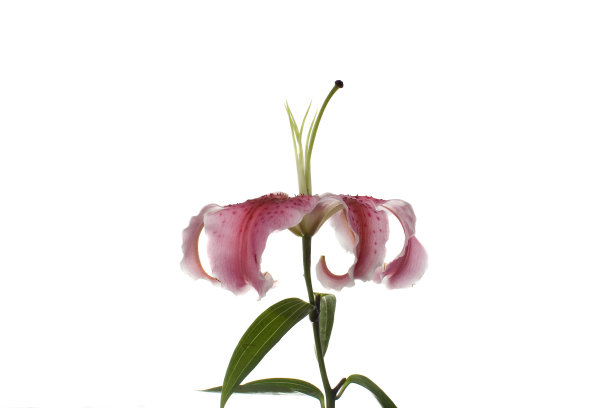 美丽的粉红色百合的特写图片下载