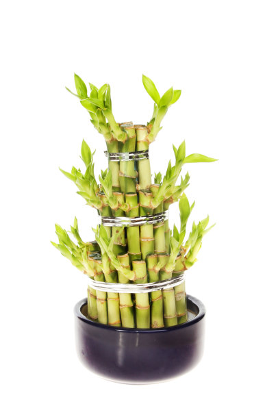 幸运的竹子图片下载