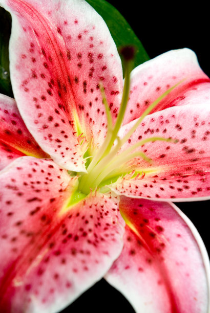 粉色的百合图片下载