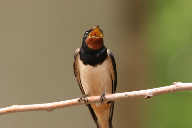 谷仓燕子素材图片