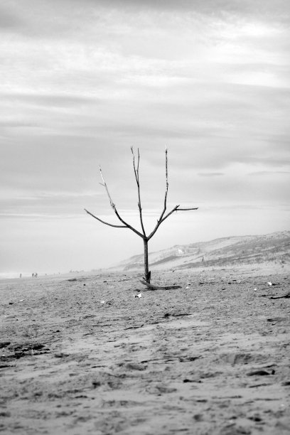 景观树、性质、沙滩,沙滩,天空图片下载