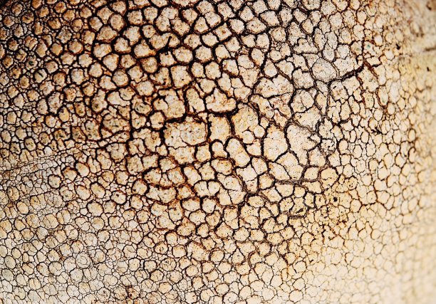 棕色皮肤的橡皮球，老篮球表面全裂图片下载