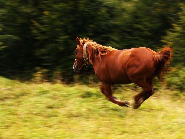 飞奔的马图片下载