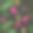 植物矢量图素材ID：154785550