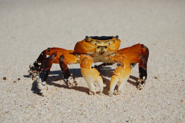 海岸蟹图片下载