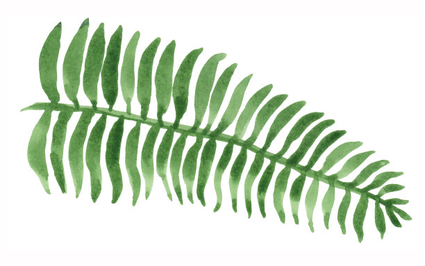 水彩绘画蕨类植物图片下载