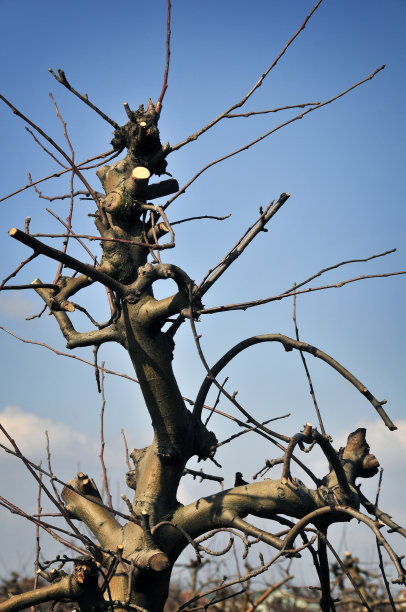 苹果树图片下载