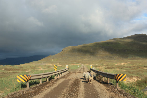 羊在五颜六色的风景图片下载