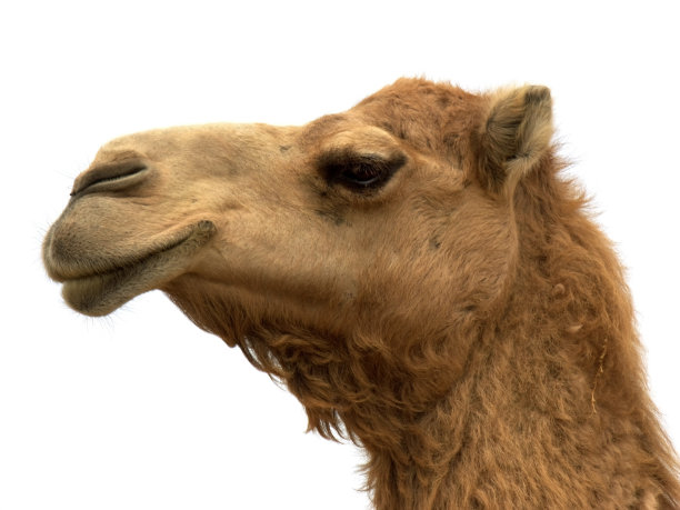 的笑容图片下载