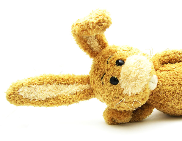 放松抱兔孤立图片下载