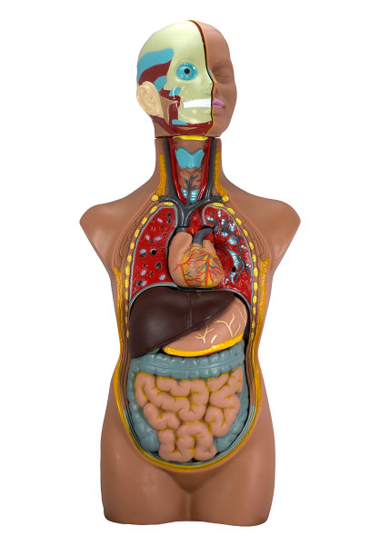 人体模型IV -隔离于白色图片下载