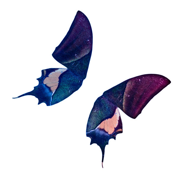 蝴蝶翅膀图片下载