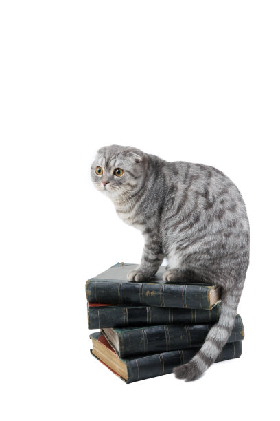猫坐在书上图片下载