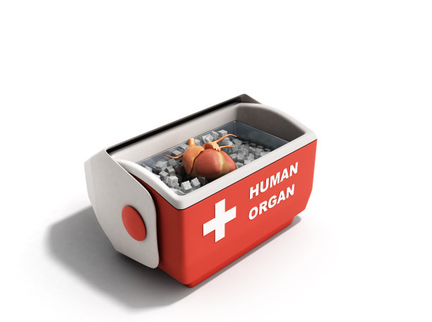 器官运输概念开人体器官冰箱盒子红色3d渲染背景图片下载