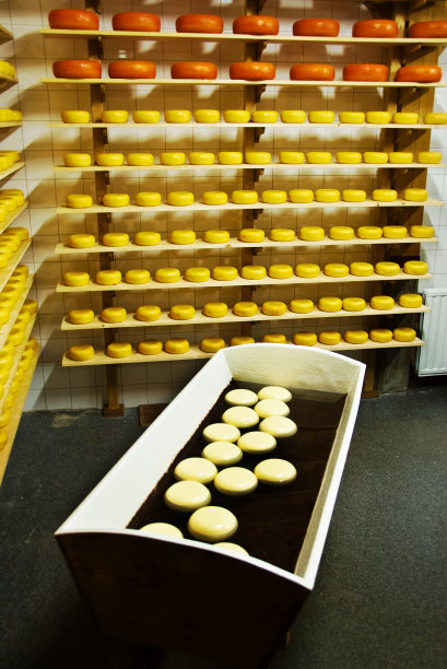 豪达——荷兰奶酪图片下载