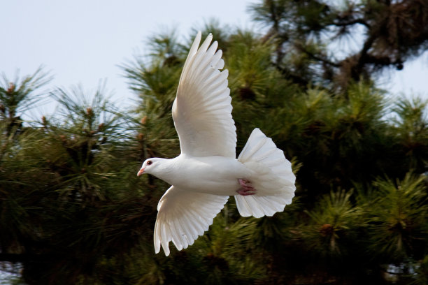 Gliding那里图片下载