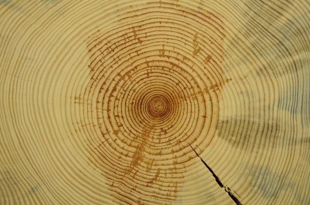 树的年轮图片下载