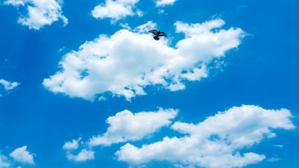 鸟儿飞过蓝天背景中的云景观图片下载