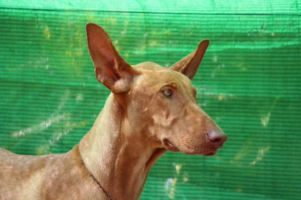 金丝雀Podencho图片下载