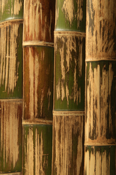 竹子的背景图片下载