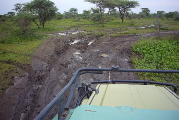 塞伦盖蒂——野生动物天堂II图片下载