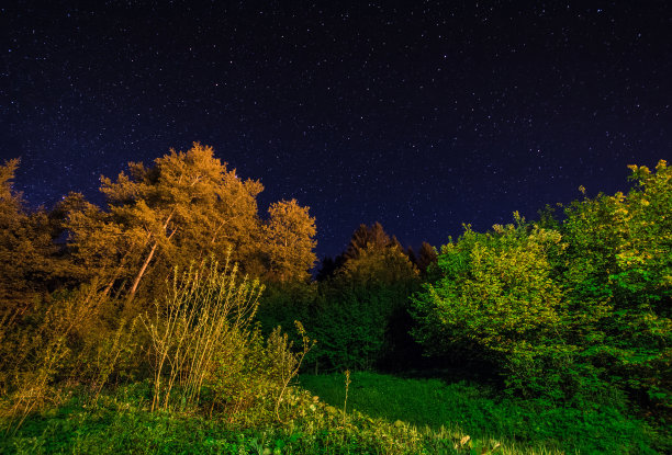 用星星照亮夜空的树木图片下载