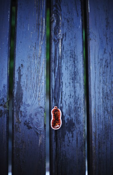 食用菌图片下载