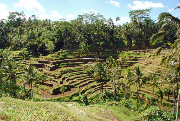 水稻梯田图片下载