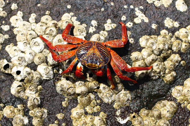 岩石蟹图片下载