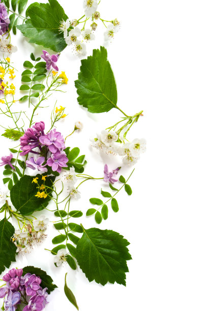 山楂花和丁香花散落在白色背景上素材图片