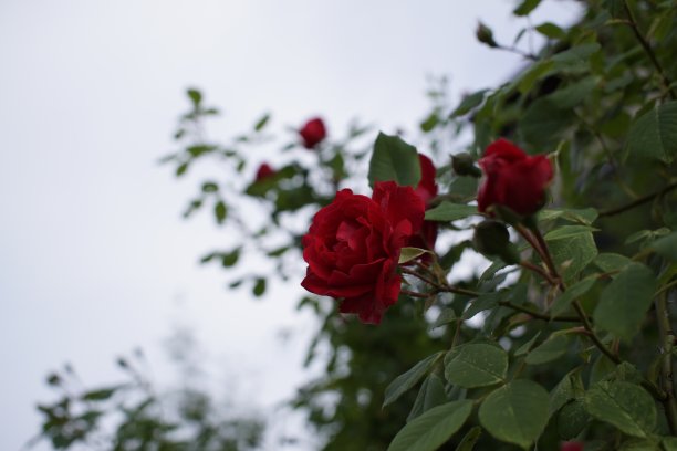 玫瑰树。图片下载