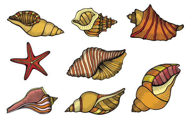 海贝壳集图片下载