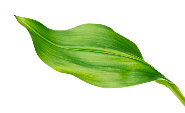 绿色的叶子图片下载