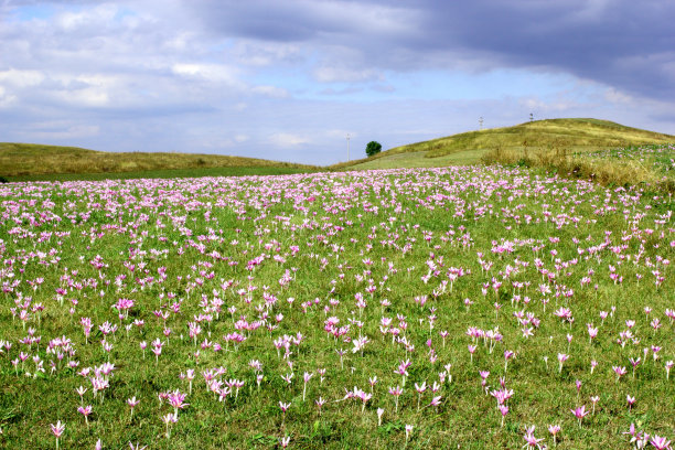 有秋番红花的草地图片下载